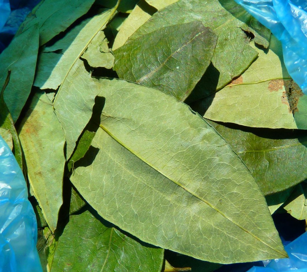 A bag of coca leaves. Photo credit: LoggaWiggler on Pixabay
