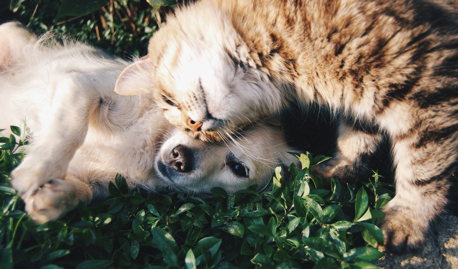 By Krista Mangulsone on Unsplash